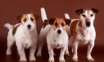 Jack Russell Terrier (foto) - veselý psí pes z filmu maska
